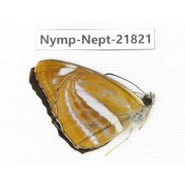 Phaedyma aspasia. China, Sichuan, Liangshan area, Dechang county. 1M. Nymp-Nept-21821.