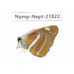 Phaedyma aspasia. China, Sichuan, Liangshan area, Dechang county. 1M. Nymp-Nept-21822.