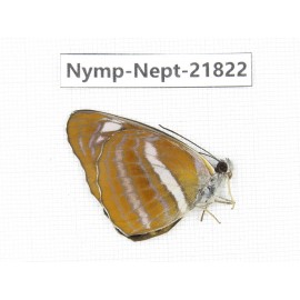 Phaedyma aspasia. China, Sichuan, Liangshan area, Dechang county. 1M. Nymp-Nept-21822.