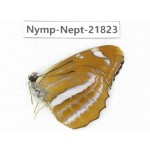 Phaedyma aspasia. China, Sichuan, Liangshan area, Dechang county. 1M. Nymp-Nept-21823.