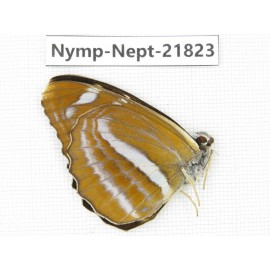 Phaedyma aspasia. China, Sichuan, Liangshan area, Dechang county. 1M. Nymp-Nept-21823.