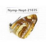 Neptis obscurior. China, Sichuan, Liangshan area, Dechang county. 1M. Nymp-Nept-21835.