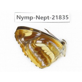Neptis obscurior. China, Sichuan, Liangshan area, Dechang county. 1M. Nymp-Nept-21835.