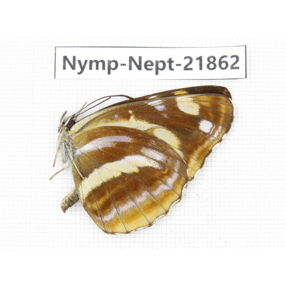 Neptis themis. China, Sichuan, Liangshan area, Dechang county. 1M. Nymp-Nept-21862.