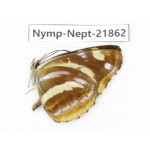 Neptis themis. China, Sichuan, Liangshan area, Dechang county. 1M. Nymp-Nept-21862.