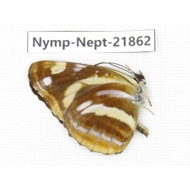 Neptis themis. China, Sichuan, Liangshan area, Dechang county. 1M. Nymp-Nept-21862.