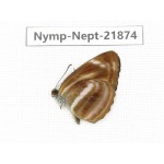 Neptis harita. China, Sichuan, Liangshan area, Dechang county. 1M. Nymp-Nept-21874.