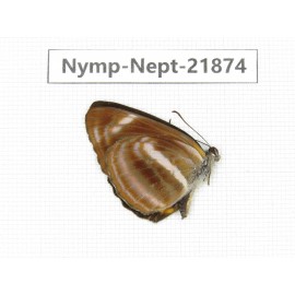 Neptis harita. China, Sichuan, Liangshan area, Dechang county. 1M. Nymp-Nept-21874.