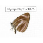 Neptis harita. China, Sichuan, Liangshan area, Dechang county. 1M. Nymp-Nept-21875.