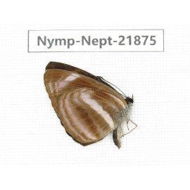 Neptis harita. China, Sichuan, Liangshan area, Dechang county. 1M. Nymp-Nept-21875.