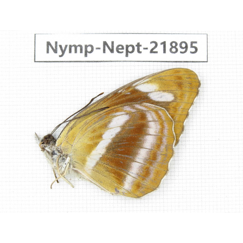 Neptis meloria. China, Sichuan, Liangshan area, Dechang county. 1M. Nymp-Nept-21895.