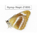 Neptis meloria. China, Sichuan, Liangshan area, Dechang county. 1M. Nymp-Nept-21895.