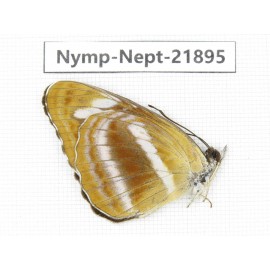 Neptis meloria. China, Sichuan, Liangshan area, Dechang county. 1M. Nymp-Nept-21895.