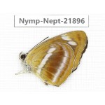 Neptis meloria. China, Sichuan, Liangshan area, Dechang county. 1M. Nymp-Nept-21896.