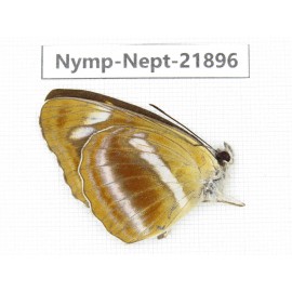 Neptis meloria. China, Sichuan, Liangshan area, Dechang county. 1M. Nymp-Nept-21896.