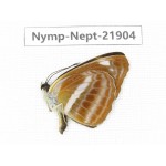 Neptis sp. China, Sichuan, Liangshan area, Dechang county. 1M. Nymp-Nept-21904.