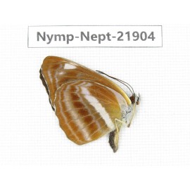 Neptis sp. China, Sichuan, Liangshan area, Dechang county. 1M. Nymp-Nept-21904.