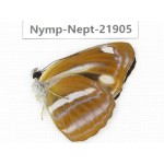 Neptis ananta. China, Sichuan, Liangshan area, Dechang county. 1M. Nymp-Nept-21905.