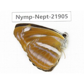 Neptis ananta. China, Sichuan, Liangshan area, Dechang county. 1M. Nymp-Nept-21905.