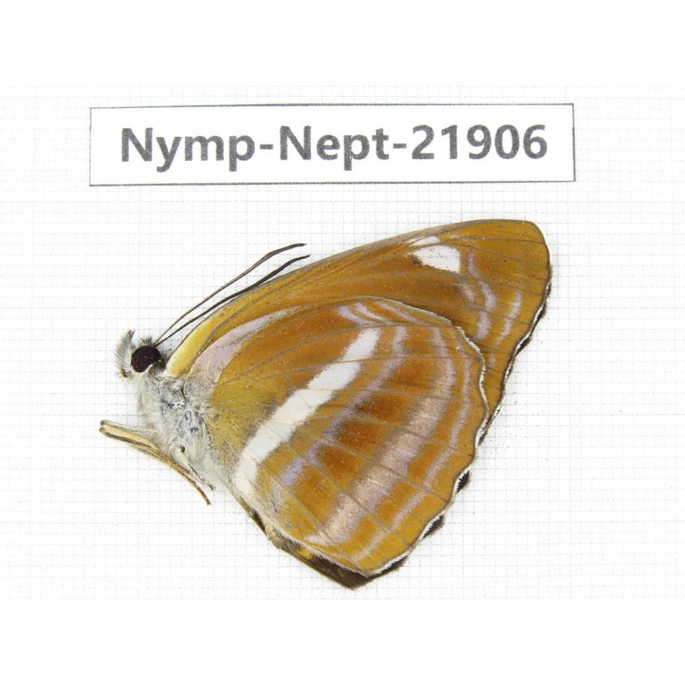 Neptis ananta. China, Sichuan, Liangshan area, Dechang county. 1M. Nymp-Nept-21906.