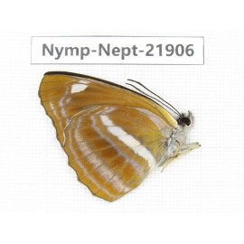Neptis ananta. China, Sichuan, Liangshan area, Dechang county. 1M. Nymp-Nept-21906.