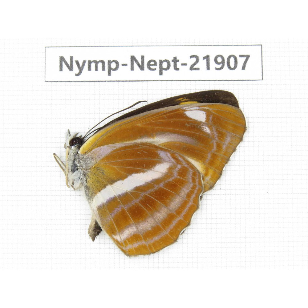 Neptis ananta. China, Sichuan, Liangshan area, Dechang county. 1M. Nymp-Nept-21907.