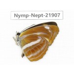 Neptis ananta. China, Sichuan, Liangshan area, Dechang county. 1M. Nymp-Nept-21907.
