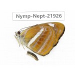Neptis ananta. China, Sichuan, Liangshan area, Dechang county. 1M. Nymp-Nept-21926.