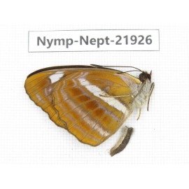 Neptis ananta. China, Sichuan, Liangshan area, Dechang county. 1M. Nymp-Nept-21926.