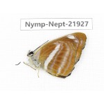 Neptis sp. China, Sichuan, Liangshan area, Dechang county. 1M. Nymp-Nept-21927.