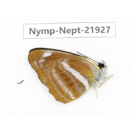 Neptis sp. China, Sichuan, Liangshan area, Dechang county. 1M. Nymp-Nept-21927.