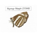 Neptis yerburii. China, Sichuan, Liangshan area, Dechang county. 1M. Nymp-Nept-21948.
