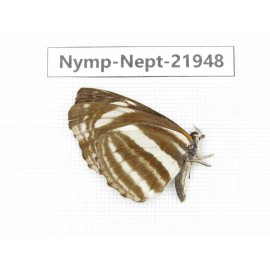 Neptis yerburii. China, Sichuan, Liangshan area, Dechang county. 1M. Nymp-Nept-21948.