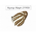 Neptis yerburii. China, Sichuan, Liangshan area, Dechang county. 1M. Nymp-Nept-21950.