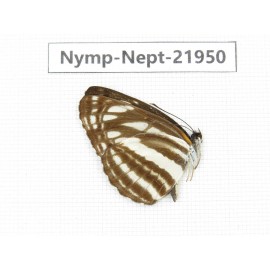Neptis yerburii. China, Sichuan, Liangshan area, Dechang county. 1M. Nymp-Nept-21950.