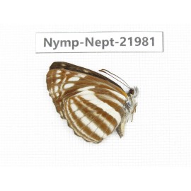 Neptis sp. China, Sichuan, Liangshan area, Dechang county. 1M. Nymp-Nept-21981.