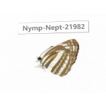 Neptis sappho. China, Sichuan, Liangshan area, Dechang county. 1M. Nymp-Nept-21982.