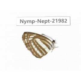 Neptis sappho. China, Sichuan, Liangshan area, Dechang county. 1M. Nymp-Nept-21982.
