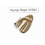 Neptis yerburii. China, Sichuan, Liangshan area, Dechang county. 1M. Nymp-Nept-21983.