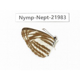 Neptis yerburii. China, Sichuan, Liangshan area, Dechang county. 1M. Nymp-Nept-21983.