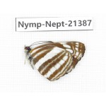 Neptis sp. China, Tibet, Linzhi, Bomi county. 1M. Nymp-Nept-21387.
