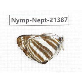 Neptis sp. China, Tibet, Linzhi, Bomi county. 1M. Nymp-Nept-21387.
