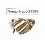 Neptis sp. China, Tibet, Linzhi, Bomi county. 1M. Nymp-Nept-21388.