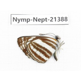 Neptis sp. China, Tibet, Linzhi, Bomi county. 1M. Nymp-Nept-21388.
