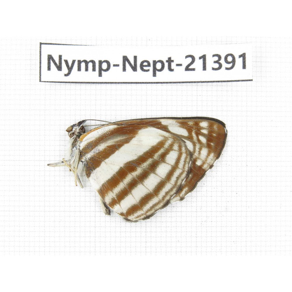 Neptis sp. China, Tibet, Linzhi, Bomi county. 1M. Nymp-Nept-21391.