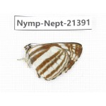 Neptis sp. China, Tibet, Linzhi, Bomi county. 1M. Nymp-Nept-21391.