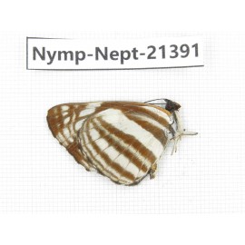 Neptis sp. China, Tibet, Linzhi, Bomi county. 1M. Nymp-Nept-21391.