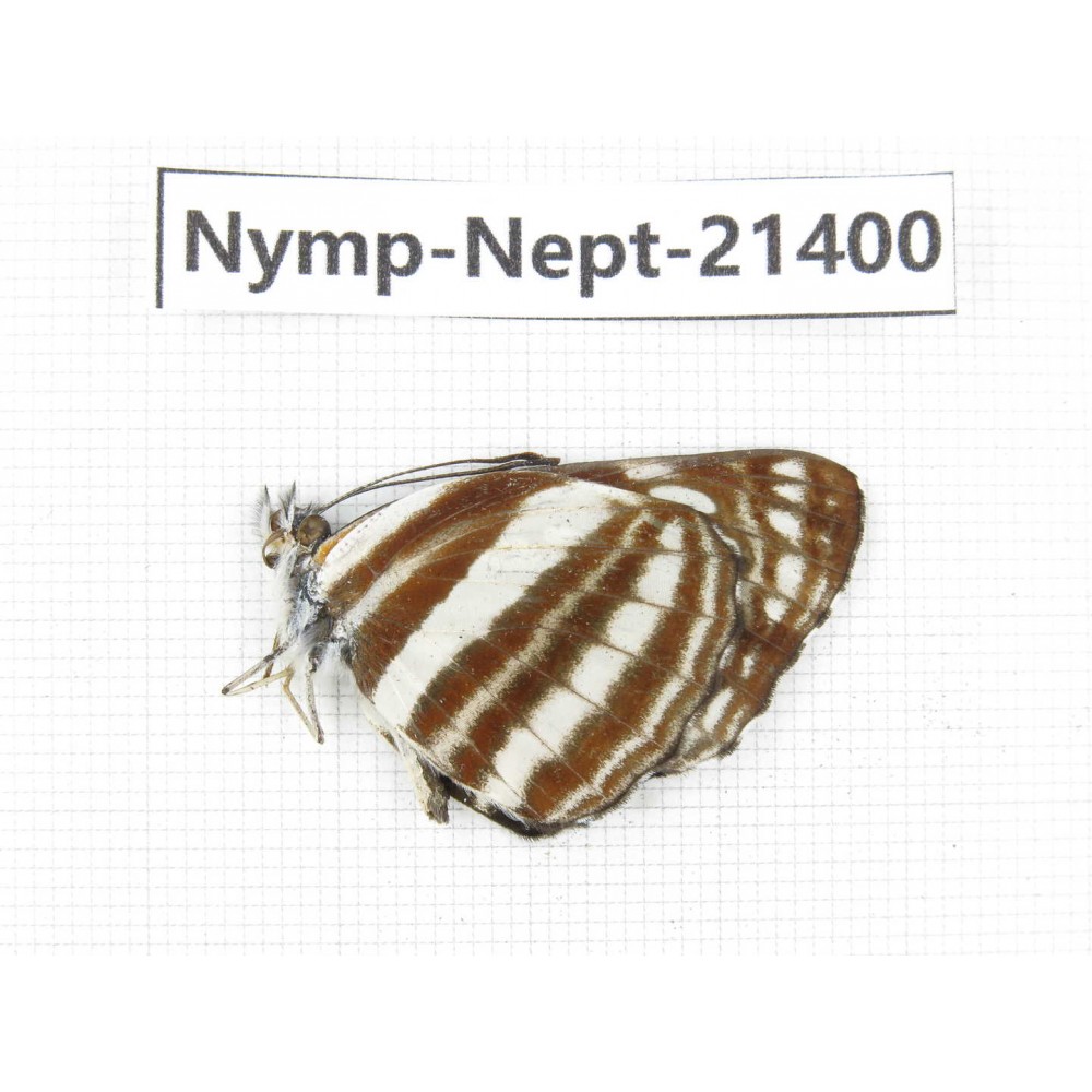 Neptis sp. China, Tibet, Linzhi, Bomi county. 1M. Nymp-Nept-21400.