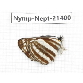 Neptis sp. China, Tibet, Linzhi, Bomi county. 1M. Nymp-Nept-21400.