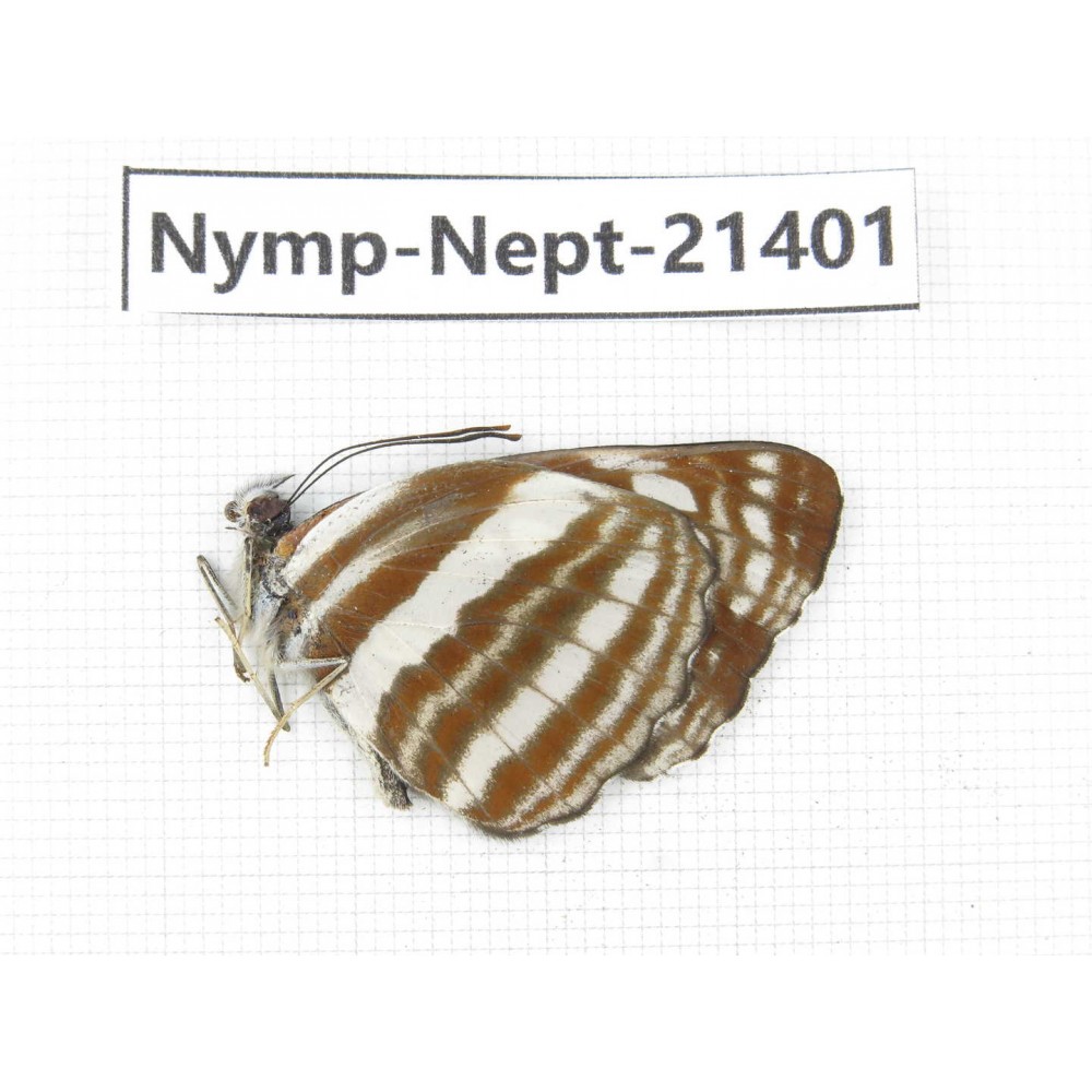 Neptis sp. China, Tibet, Linzhi, Bomi county. 1M. Nymp-Nept-21401.